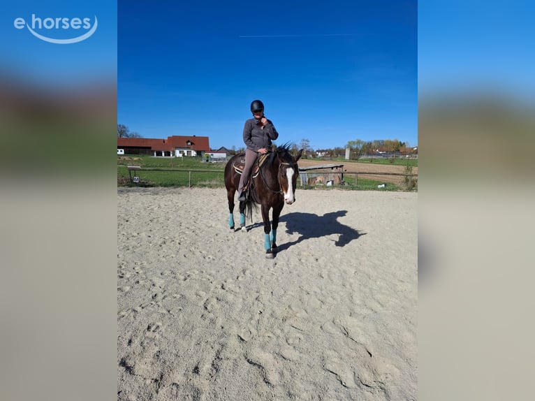 American Quarter Horse Wallach 7 Jahre 160 cm Brauner in Laberweinting