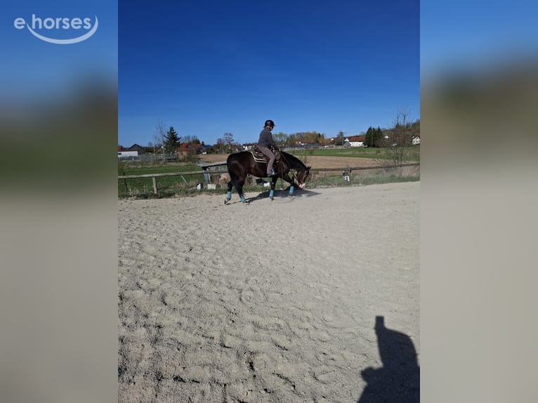 American Quarter Horse Wallach 7 Jahre 160 cm Brauner in Laberweinting