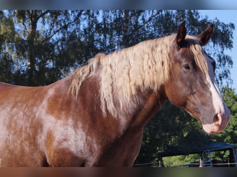 American Quarter Horse Mix Wallach 7 Jahre 160 cm Buckskin in Altomünster