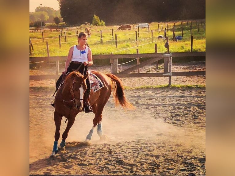 American Quarter Horse Wallach 7 Jahre 160 cm Fuchs in Clinge