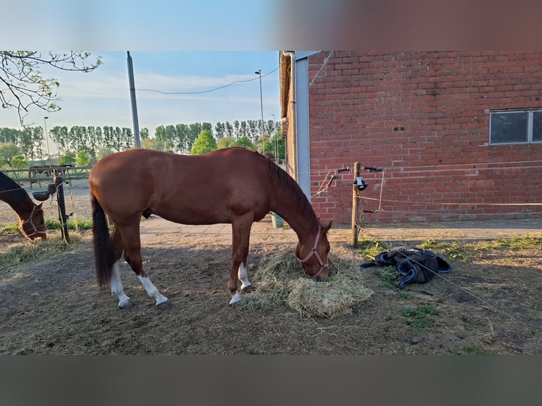 American Quarter Horse Wallach 7 Jahre 160 cm Fuchs in Clinge