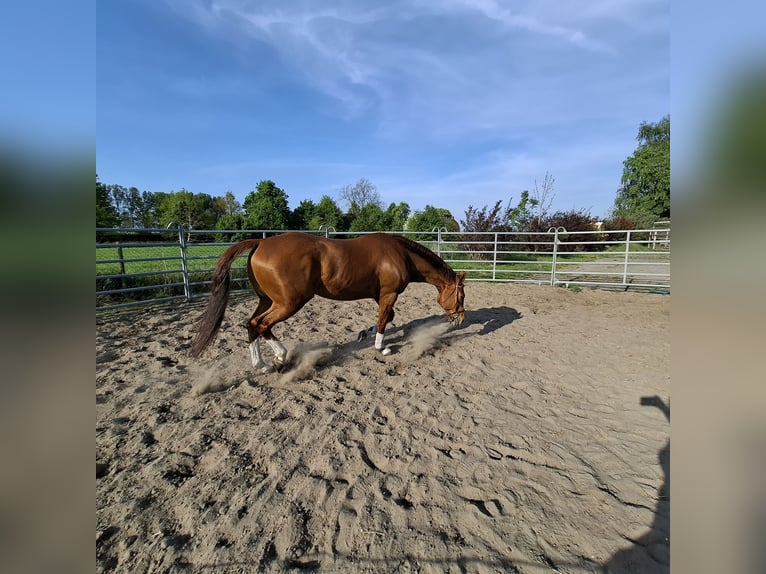 American Quarter Horse Wallach 7 Jahre 160 cm Fuchs in Clinge