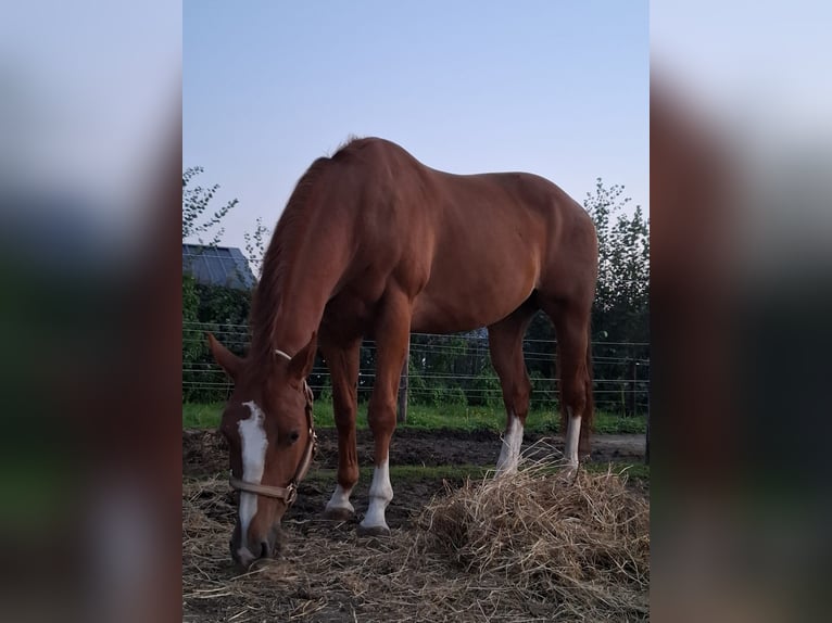 American Quarter Horse Wallach 7 Jahre 160 cm Fuchs in Clinge