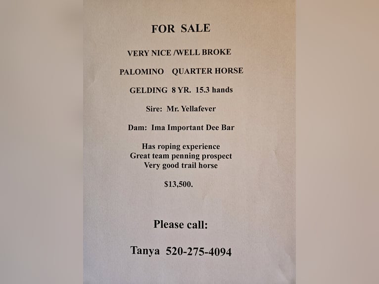 American Quarter Horse Wallach 7 Jahre 160 cm Palomino in Tucson