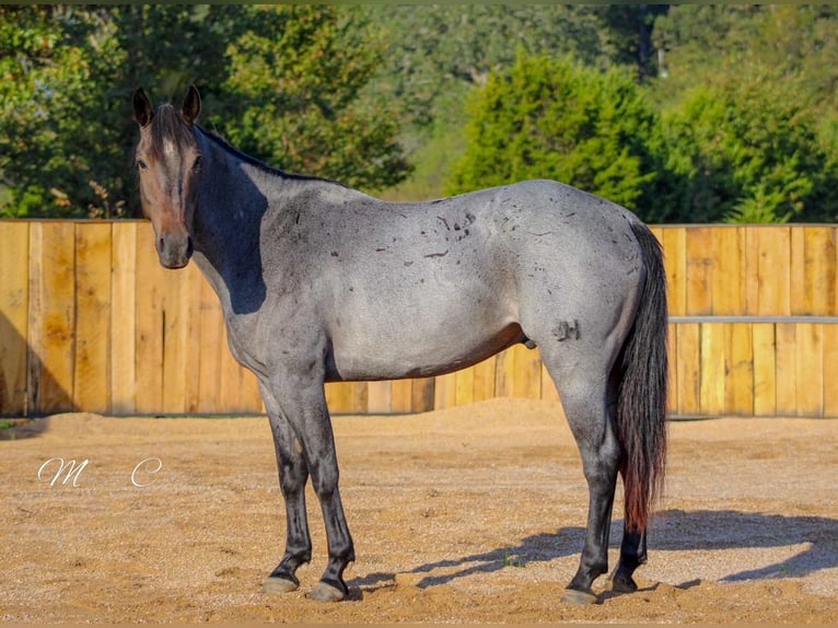 American Quarter Horse Wallach 7 Jahre 160 cm Roan-Blue in Summersville
