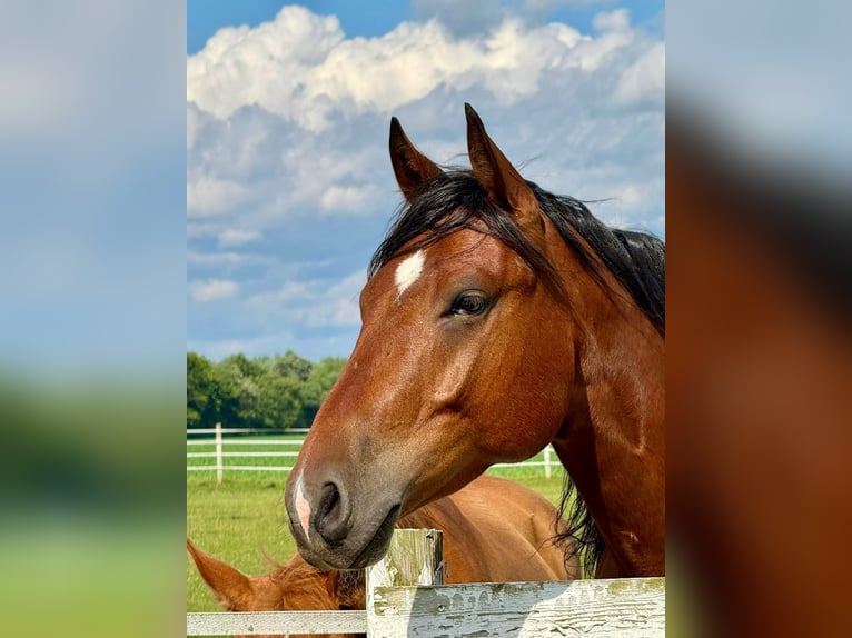 American Quarter Horse Wallach 7 Jahre 160 cm Rotbrauner in Saginaw