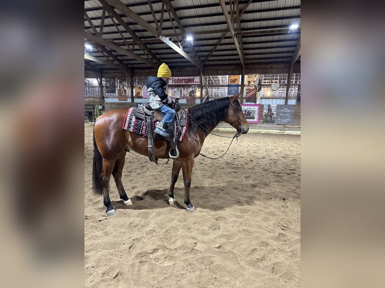 American Quarter Horse Wallach 7 Jahre 160 cm Rotbrauner in Saginaw