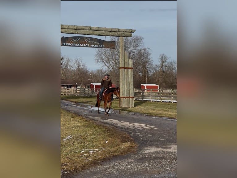 American Quarter Horse Wallach 7 Jahre 160 cm Rotbrauner in Saginaw