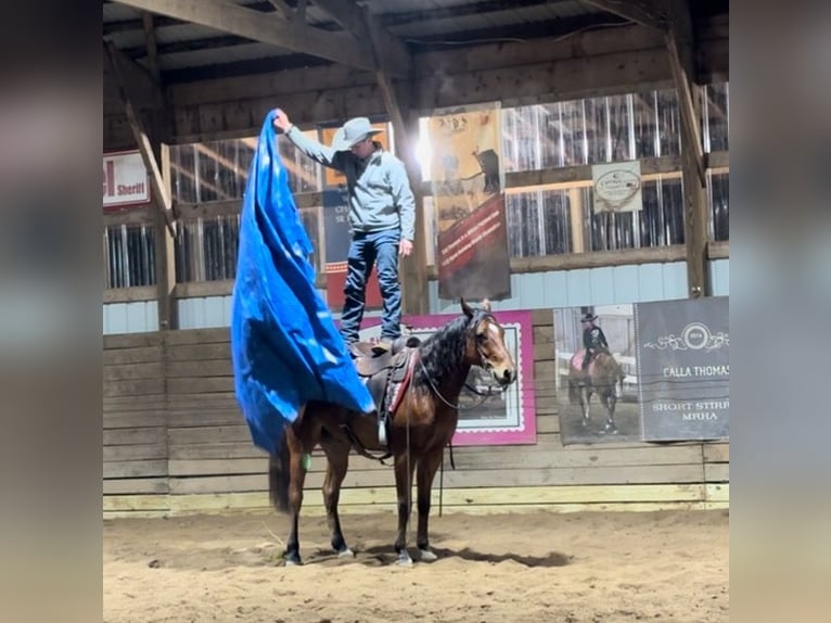American Quarter Horse Wallach 7 Jahre 160 cm Rotbrauner in Saginaw
