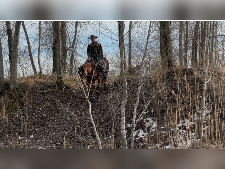 American Quarter Horse Wallach 7 Jahre 160 cm Rotbrauner in Saginaw