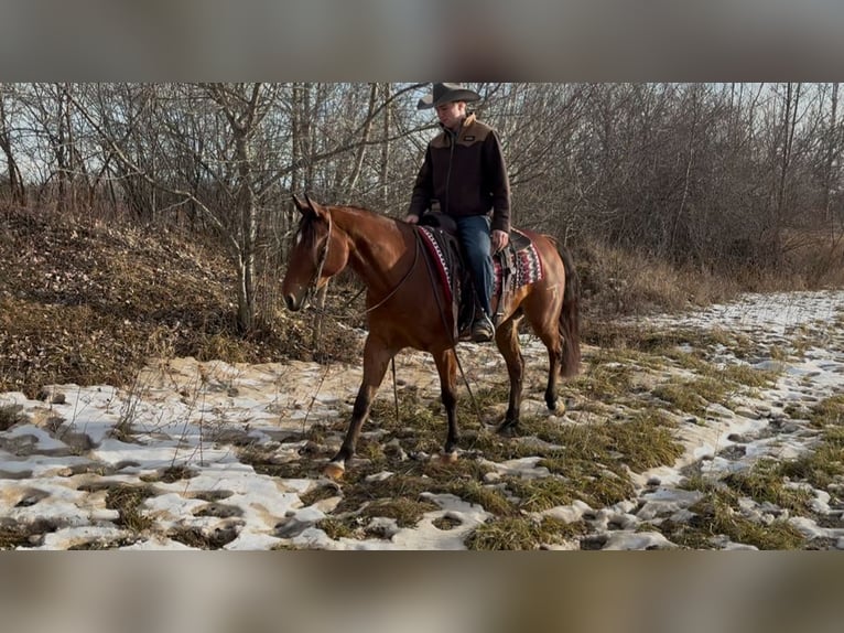 American Quarter Horse Wallach 7 Jahre 160 cm Rotbrauner in Saginaw