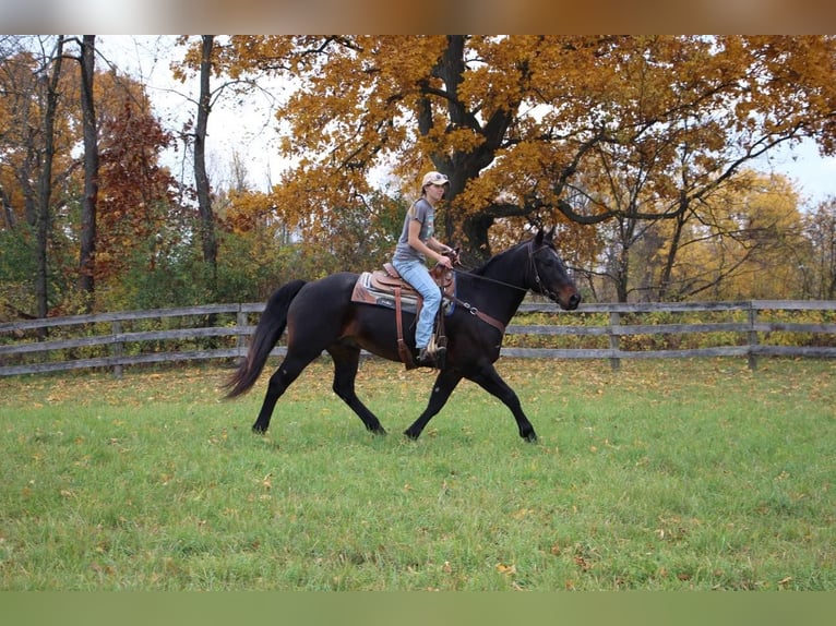 American Quarter Horse Wallach 7 Jahre 160 cm Rotbrauner in Highland MI