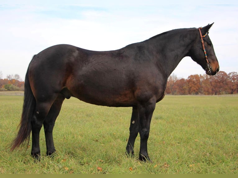 American Quarter Horse Wallach 7 Jahre 160 cm Rotbrauner in Highland MI