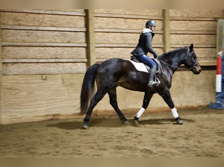 American Quarter Horse Wallach 7 Jahre 160 cm Rotbrauner in Highland MI