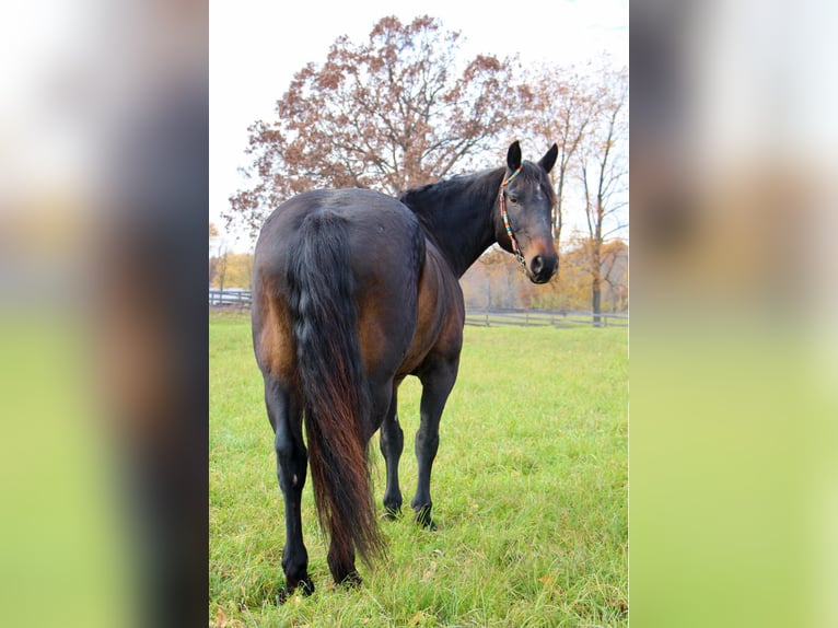 American Quarter Horse Wallach 7 Jahre 160 cm Rotbrauner in Highland MI