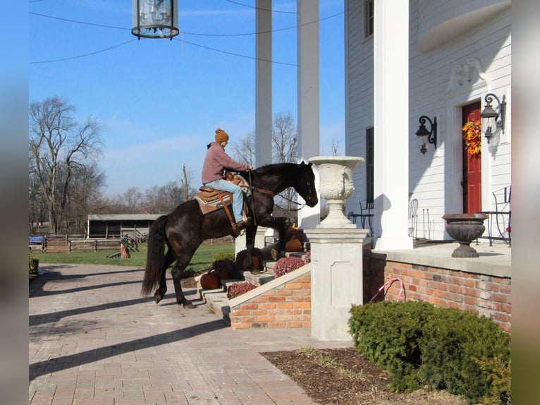 American Quarter Horse Wallach 7 Jahre 160 cm Rotbrauner in Highland MI