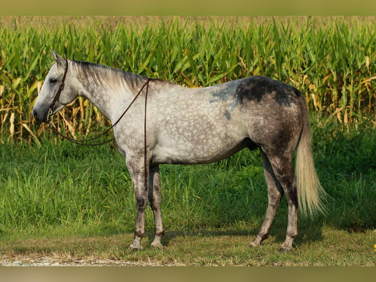 American Quarter Horse Wallach 7 Jahre 160 cm Schimmel in Henderson KY American Quarter Horse Wallach 7 Jahre 160 cm Schimmel in Henderson KY