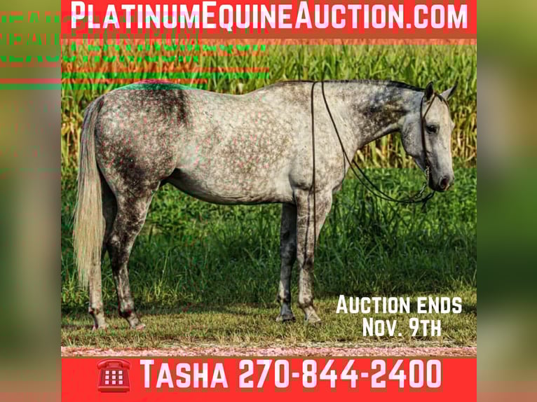 American Quarter Horse Wallach 7 Jahre 160 cm Schimmel in Henderson KY American Quarter Horse Wallach 7 Jahre 160 cm Schimmel in Henderson KY