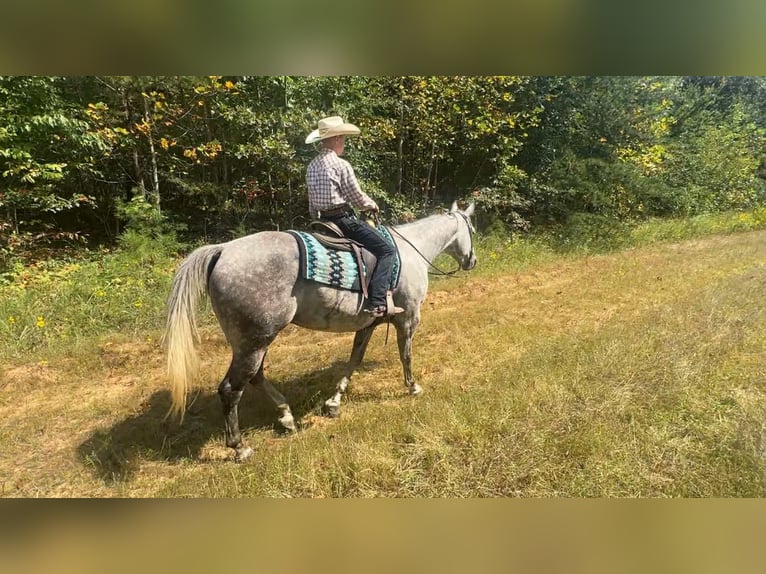 American Quarter Horse Wallach 7 Jahre 160 cm Schimmel in Henderson KY American Quarter Horse Wallach 7 Jahre 160 cm Schimmel in Henderson KY