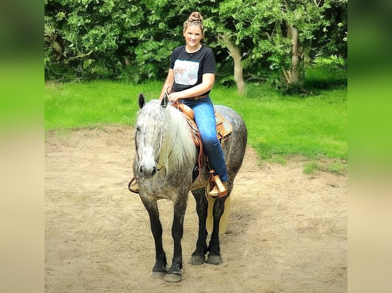 American Quarter Horse Mix Wallach 7 Jahre 160 cm in Camden, MI