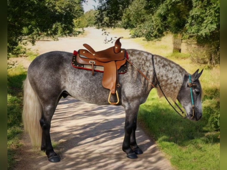 American Quarter Horse Mix Wallach 7 Jahre 160 cm in Camden, MI