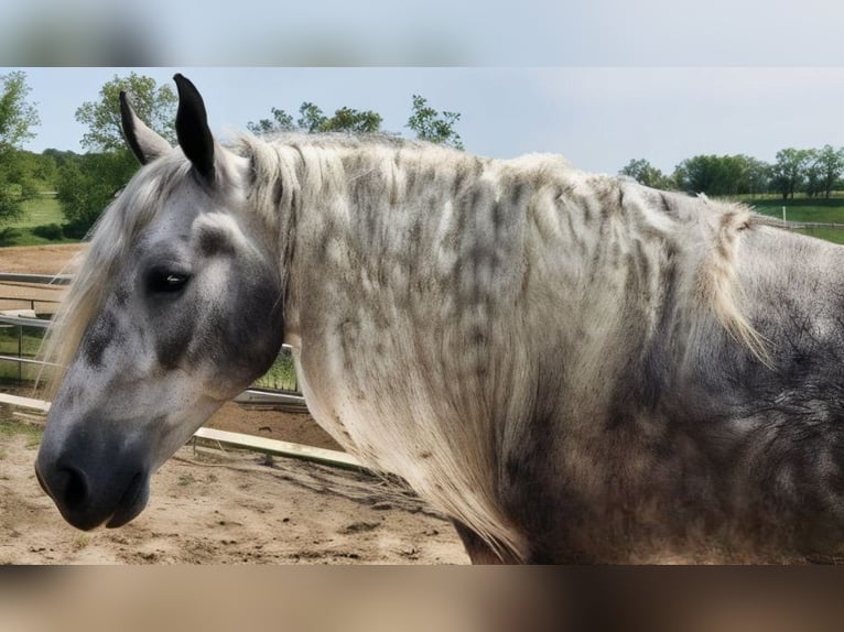 American Quarter Horse Mix Wallach 7 Jahre 160 cm in Camden, MI