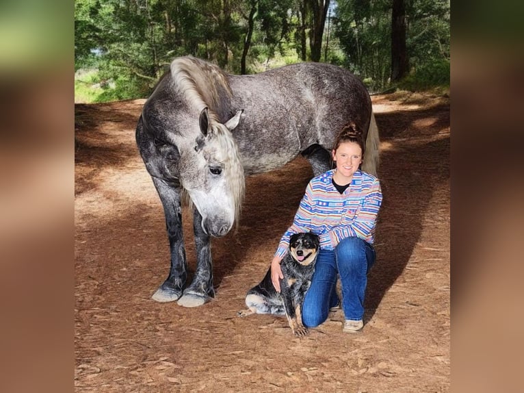 American Quarter Horse Mix Wallach 7 Jahre 160 cm in Camden, MI