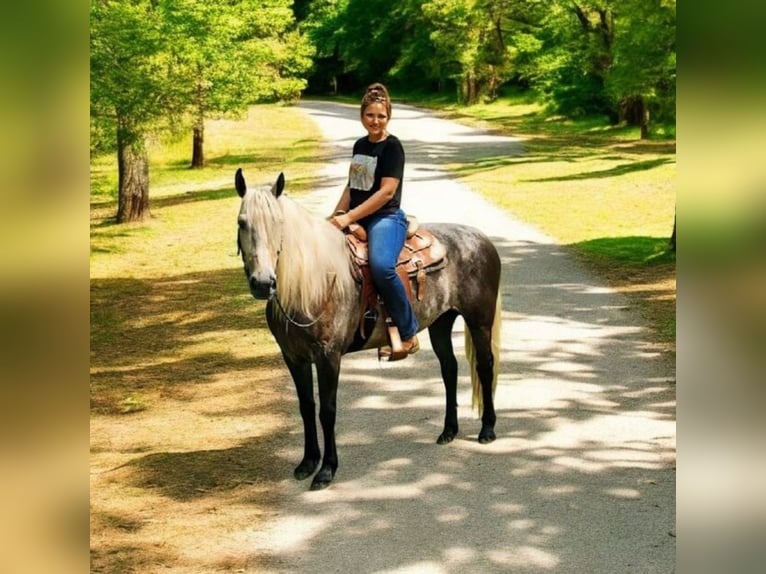 American Quarter Horse Mix Wallach 7 Jahre 160 cm in Camden, MI
