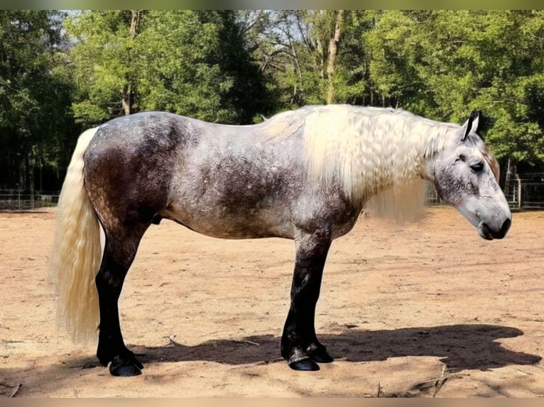 American Quarter Horse Mix Wallach 7 Jahre 160 cm in Camden, MI