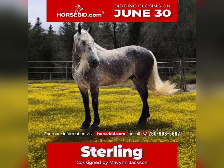American Quarter Horse Mix Wallach 7 Jahre 160 cm in Camden, MI