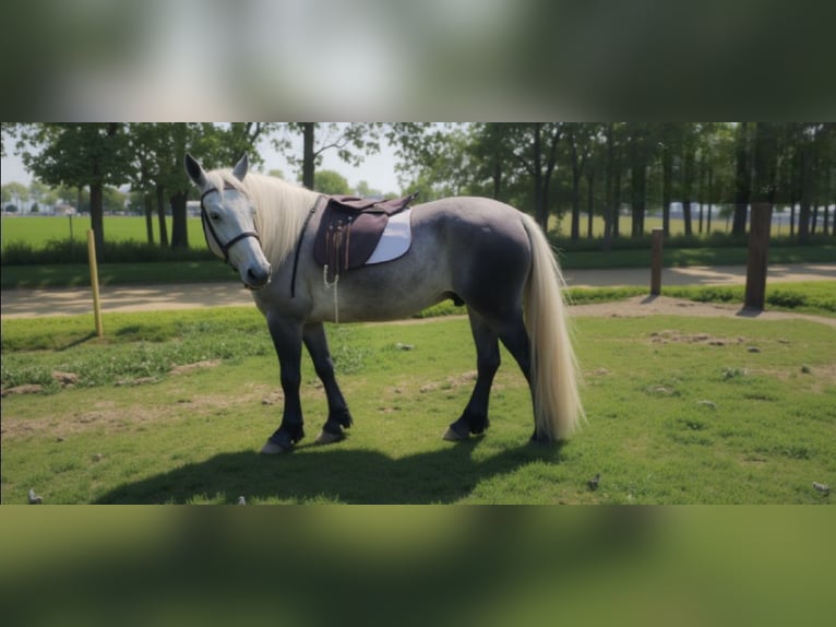 American Quarter Horse Mix Wallach 7 Jahre 160 cm in Camden, MI