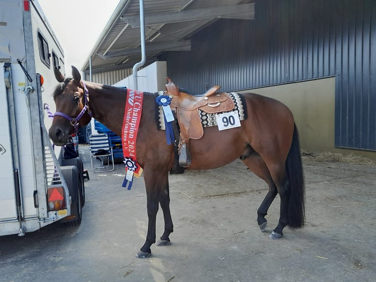 American Quarter Horse Wallach 7 Jahre 161 cm Brauner in Steinhagen