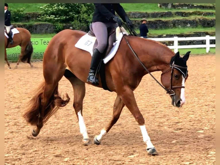 American Quarter Horse Wallach 7 Jahre 162 cm Fuchs in Burgebrach