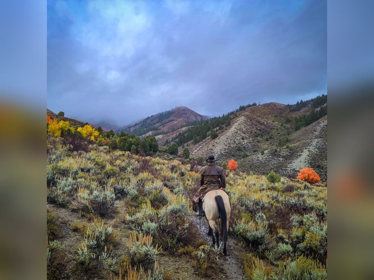 American Quarter Horse Wallach 7 Jahre 163 cm Buckskin in Geneva