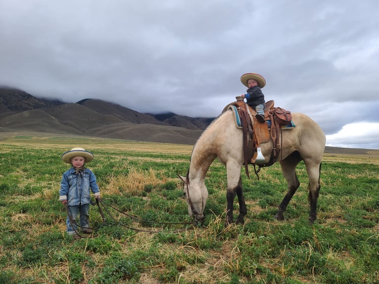 American Quarter Horse Wallach 7 Jahre 163 cm Buckskin in Geneva