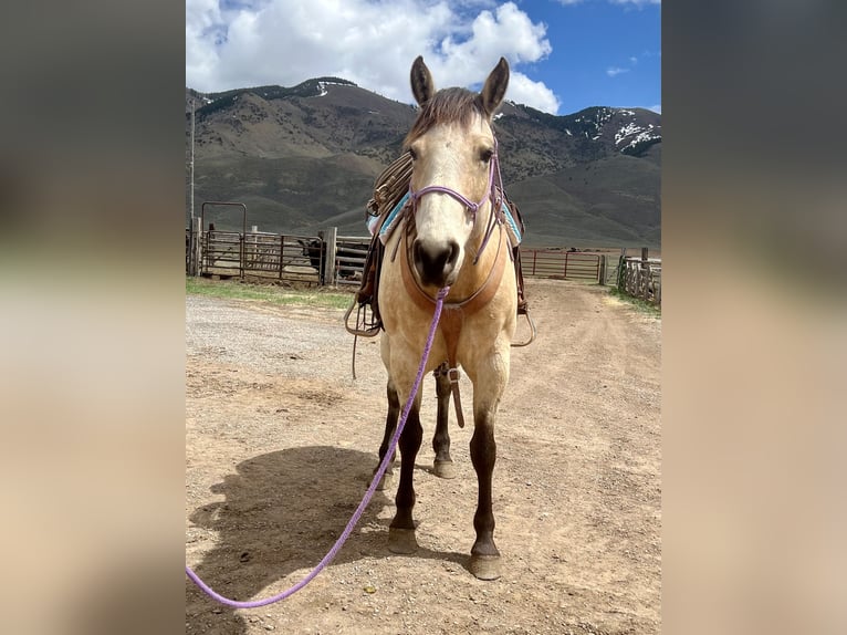 American Quarter Horse Wallach 7 Jahre 163 cm Buckskin in Geneva