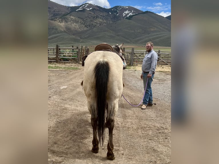 American Quarter Horse Wallach 7 Jahre 163 cm Buckskin in Geneva