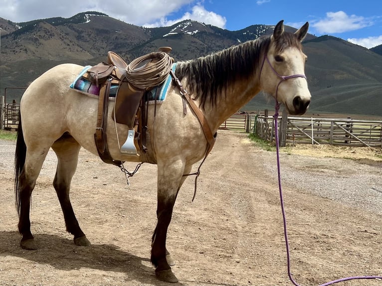 American Quarter Horse Wallach 7 Jahre 163 cm Buckskin in Geneva