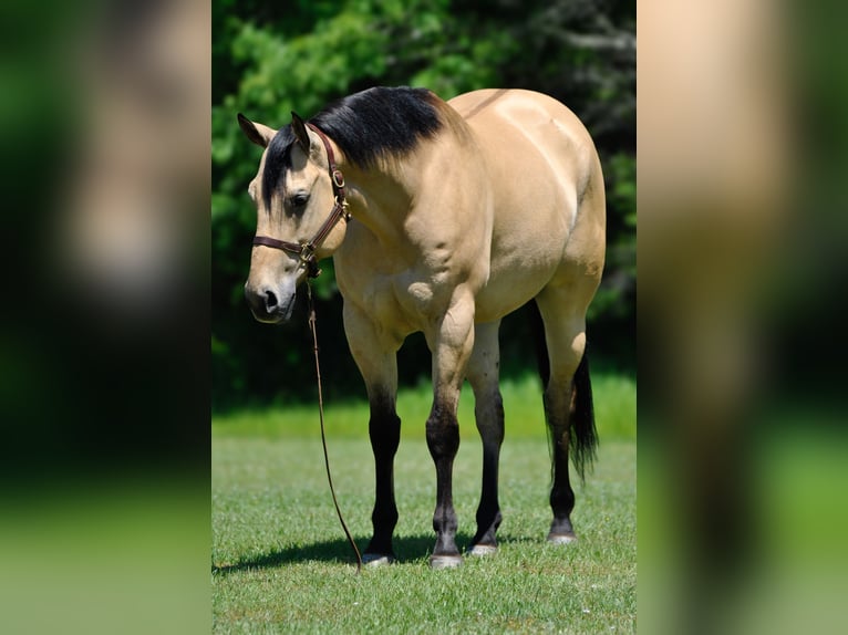 American Quarter Horse Wallach 7 Jahre 163 cm Buckskin in Amory
