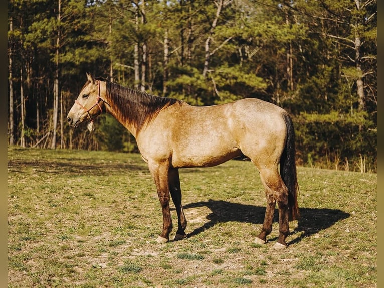 American Quarter Horse Wallach 7 Jahre 163 cm Buckskin in Lyles, TN