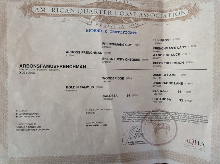 American Quarter Horse Wallach 7 Jahre 163 cm Buckskin in BC, Canada