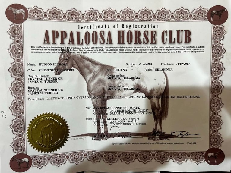 American Quarter Horse Wallach 7 Jahre 163 cm Dunkelfuchs in Hillsboro KY