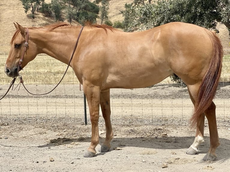 American Quarter Horse Wallach 7 Jahre 163 cm Falbe in Paicines CA