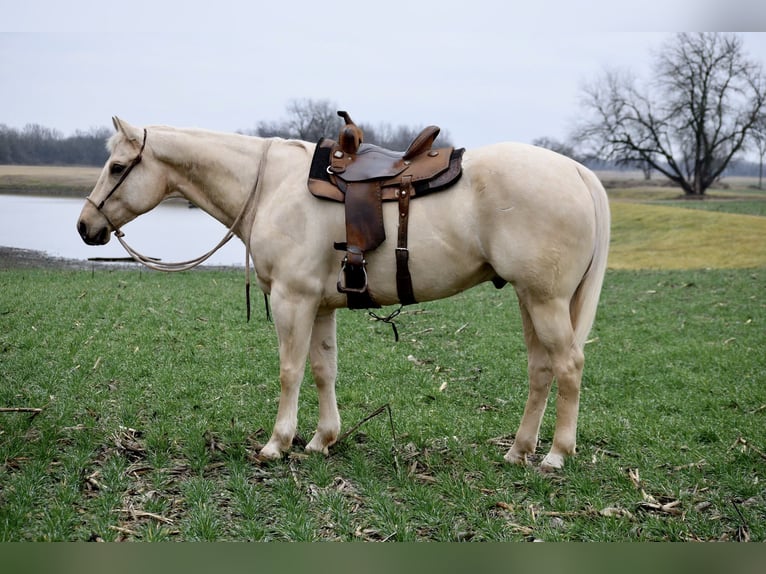 American Quarter Horse Wallach 7 Jahre 163 cm Palomino in Dennis, TX