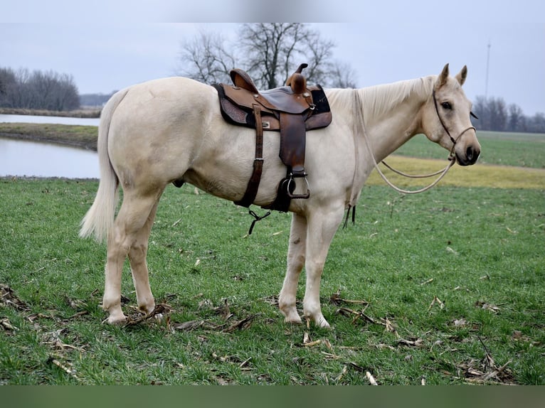 American Quarter Horse Wallach 7 Jahre 163 cm Palomino in Dennis, TX