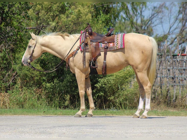 American Quarter Horse Wallach 7 Jahre 163 cm Palomino in Stephenville, TX