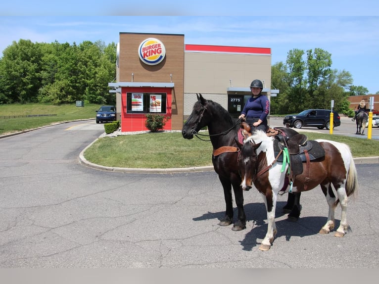 American Quarter Horse Wallach 7 Jahre 163 cm Rappe in Highland MI