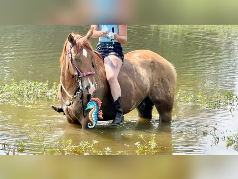 American Quarter Horse Wallach 7 Jahre 163 cm Red Dun in New Summerfield, TX