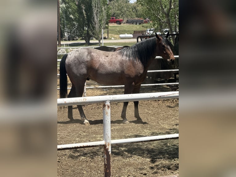 American Quarter Horse Wallach 7 Jahre 163 cm Roan-Bay in Aztec, NM