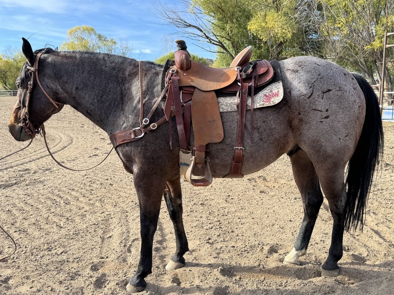 American Quarter Horse Wallach 7 Jahre 163 cm Roan-Bay in Aztec, NM